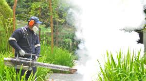 Best Fumigation Services  in Ben Lomond, CA